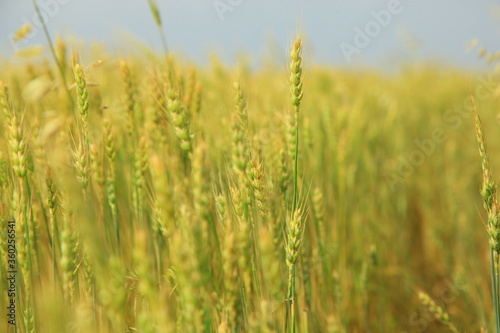 Wheat fields plantation under blue sky