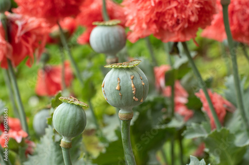 Canvas Print Opium poppy pods with opium latex ready to harvest