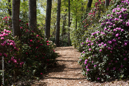 Garden Path © Allen Penton