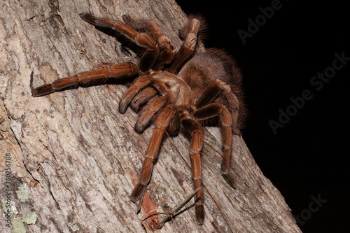 Tarantula in Ecuadorian Dry Forest