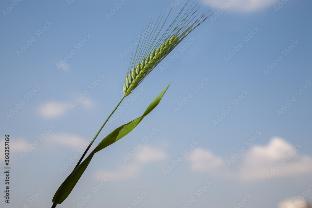 Single ear of unripe green wheat against summer blue sky. Closeup view, horizontal shoot Single ear of unripe green wheat against summer blue sky. Closeup view, horizontal shoot
