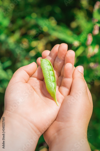 Top view of pen pod of pea in hands of a child in the garden in summer.