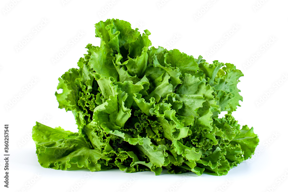 fresh green lettuce salad leaves isolated on white background, vegetable fresh green lettuce salad leaves isolated on white background, vegetable