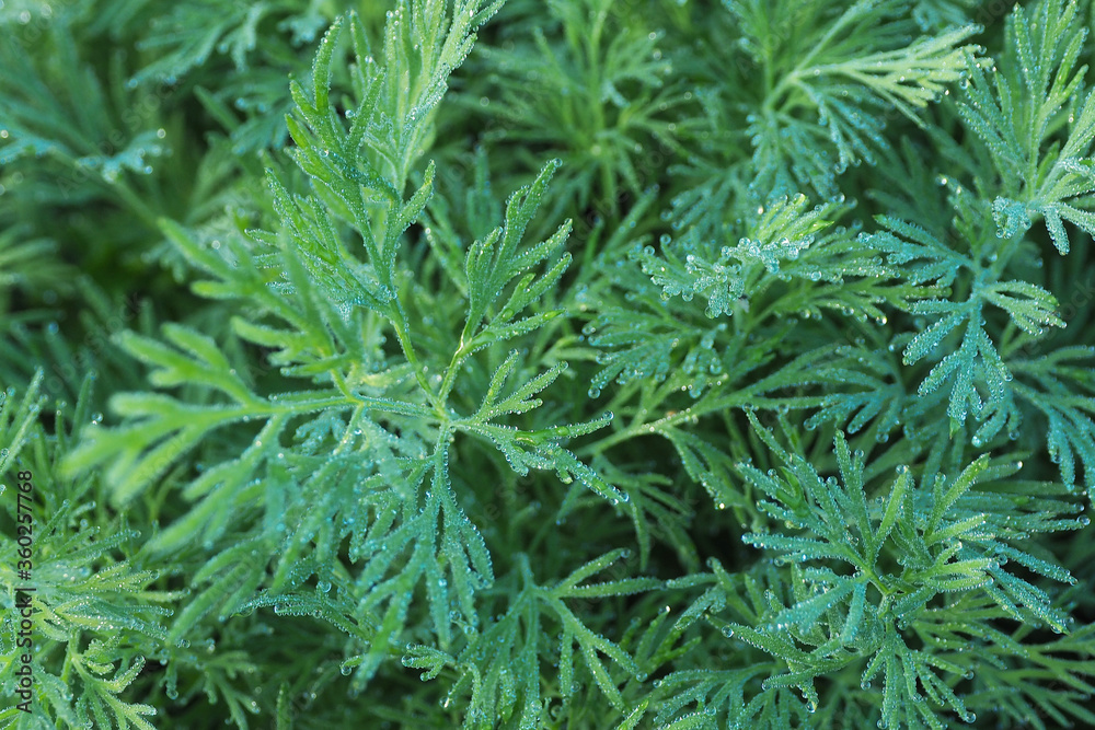 background and texture grass dill in drops of morning dew.. background and texture grass dill in drops of morning dew..