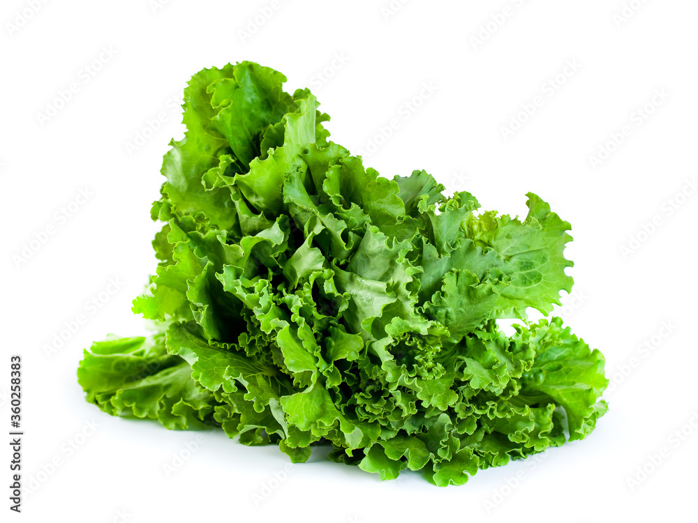 fresh green lettuce salad leaves isolated on white background, vegetable fresh green lettuce salad leaves isolated on white background, vegetable