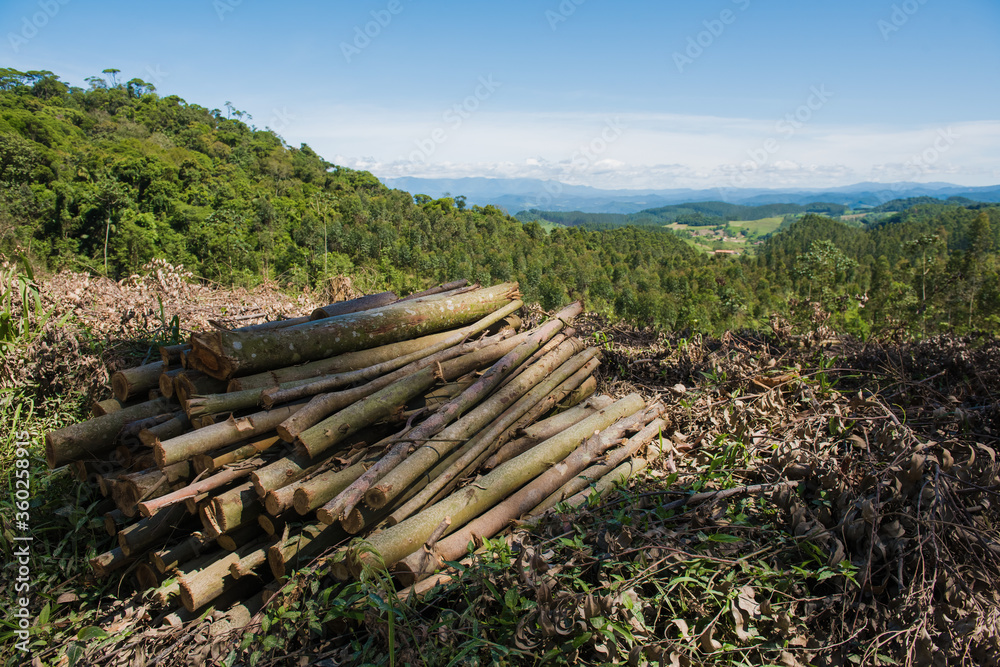 reforestation and extraction of eucalyptus wood reforestation and extraction of eucalyptus wood