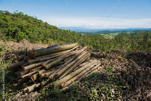 reforestation and extraction of eucalyptus wood