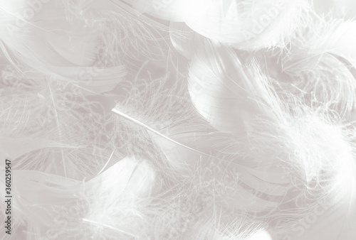 Beautiful abstract black feathers on white background and soft white feather texture on white texture pattern, dark theme wallpaper, gray feather background, gray banners, white gradient © Weerayuth