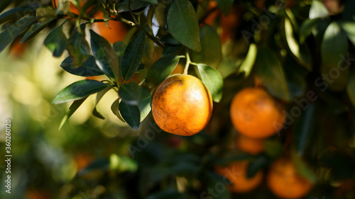 ripe fresh oranges hanging on tree in orange orchard
