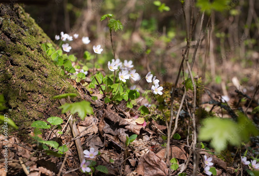 Oxalis in the forest Oxalis in the forest