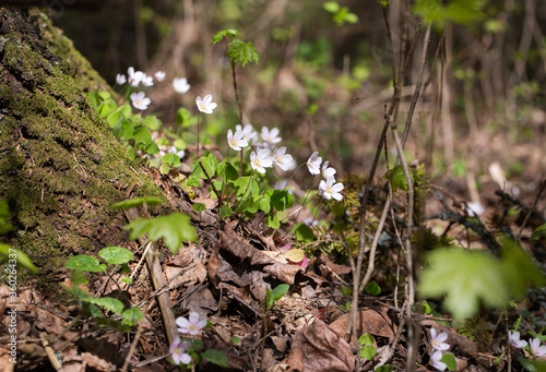 Oxalis in the forest
