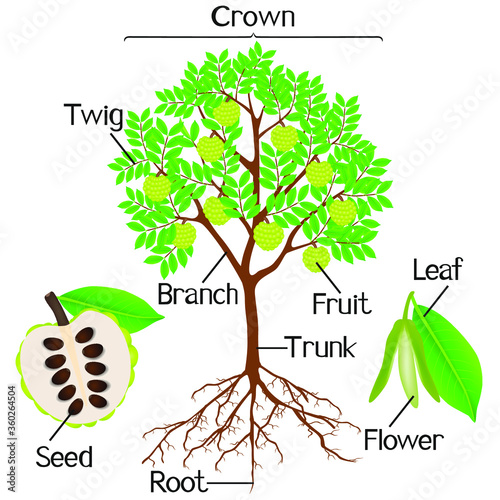 Parts of sugar apple tree on a white background.