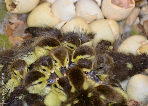 Close-up Group Meeting of baby ducklings who are just hatched from eggs © Selcuk
