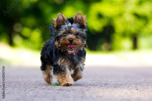 little puppy runs outdoors, yorkshire terrier © Happy monkey