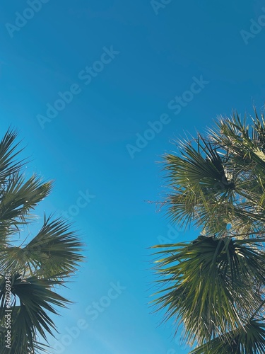 against the background of the blue clear sky  green leaves of a palm tree are visible on the right and left  close-ups  in the summer on the beach near the ocean sea on vacation at the weekend relaxat