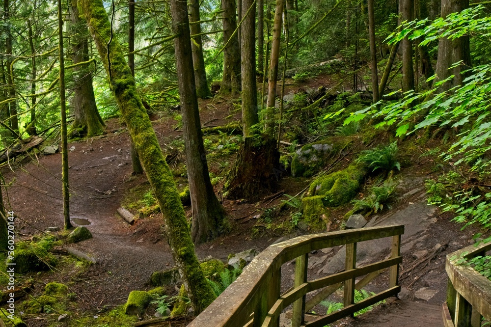 Obraz premium path in the forest