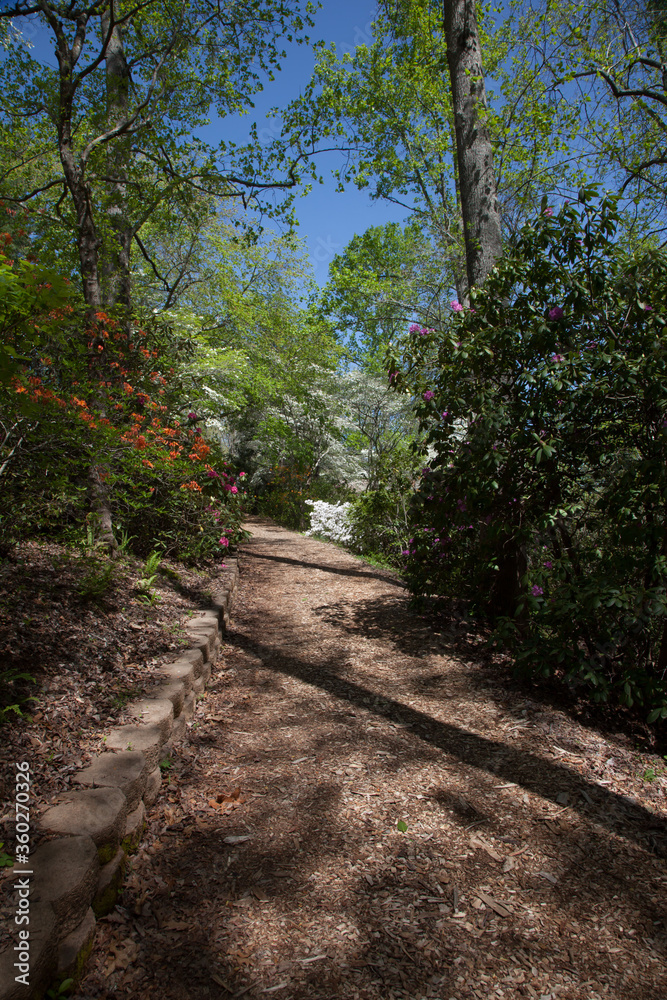 Path through Azalea bushes Path through Azalea bushes