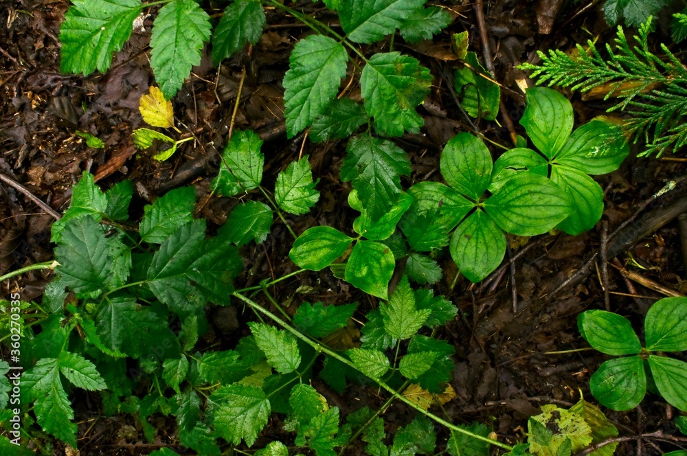 green leaves background green leaves background