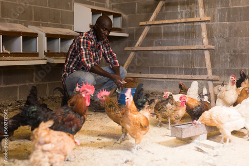 African american man farmer taking care chickens at chicken-house