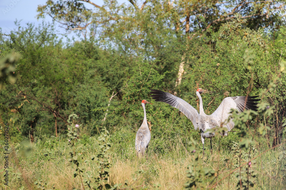 Australian red-headed crane spreads its wings Australian red-headed crane spreads its wings