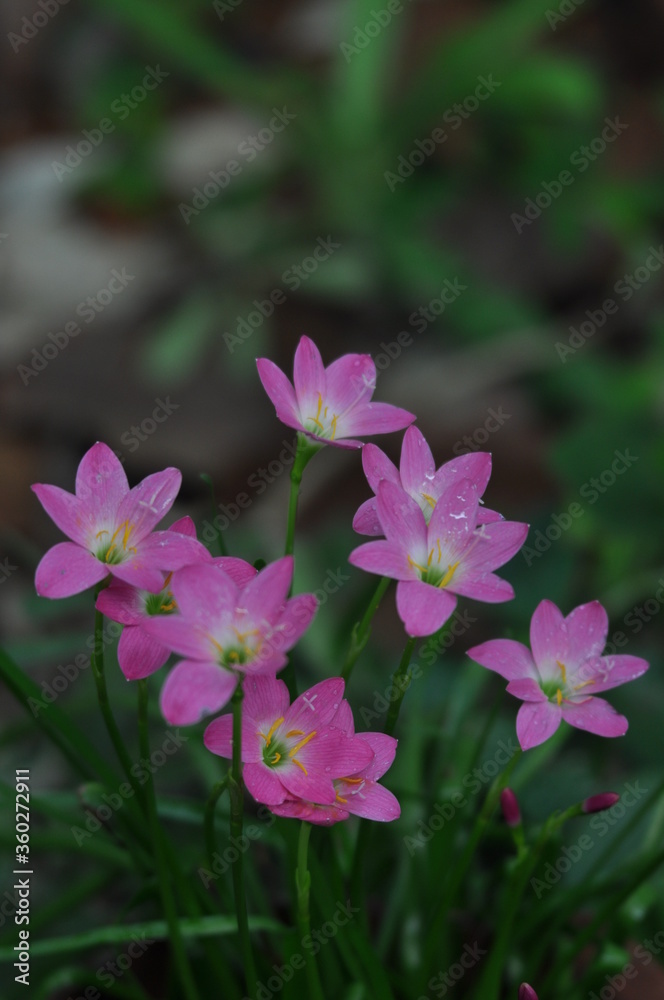 Rainlilly Pink flowers on monsoon .