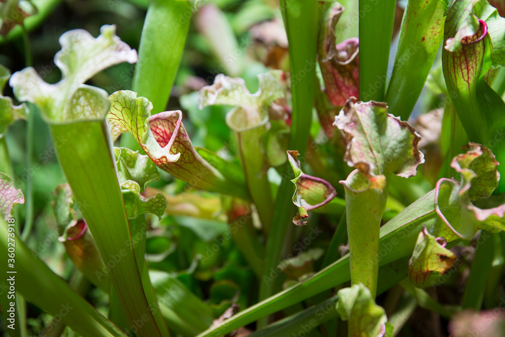 Exotic flower. Carnivorous pitcher plants. Macro of a sarracenia, also called a trumpet pitcher, on a blurred background Exotic flower. Carnivorous pitcher plants. Macro of a sarracenia, also called a trumpet pitcher, on a blurred background
