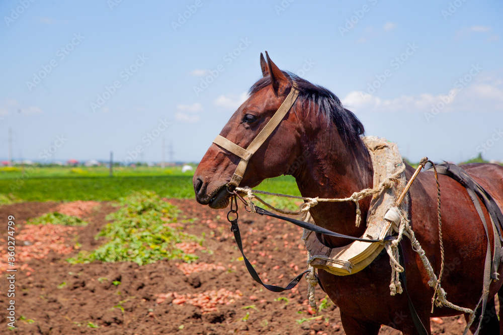 A brown horse in the digged farmlands
