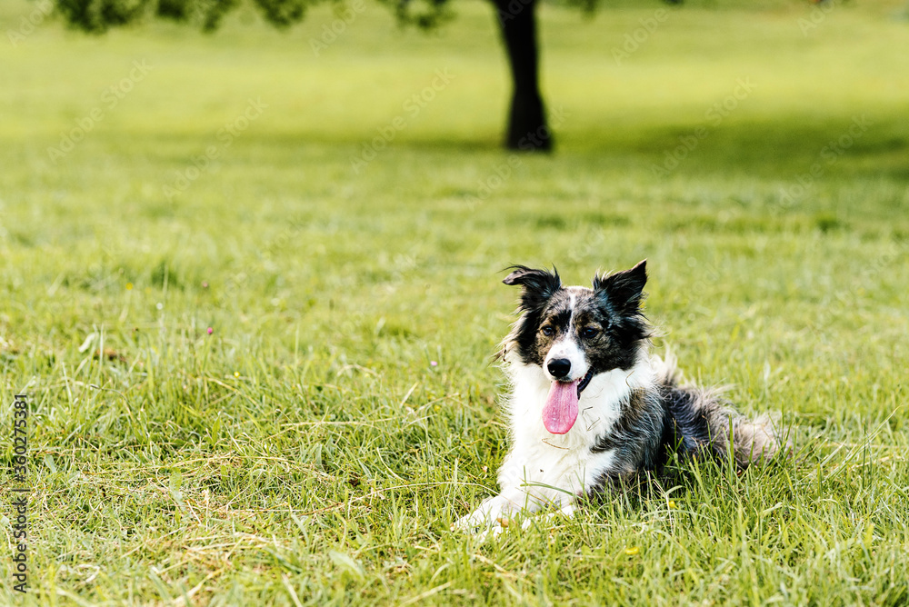 Curious adult dog looking away with interest while resting along lawn with fresh lush grass and small wildflowers on hill slope against blurred trees in summer day Curious adult dog looking away with interest while resting along lawn with fresh lush grass and small wildflowers on hill slope against blurred trees in summer day