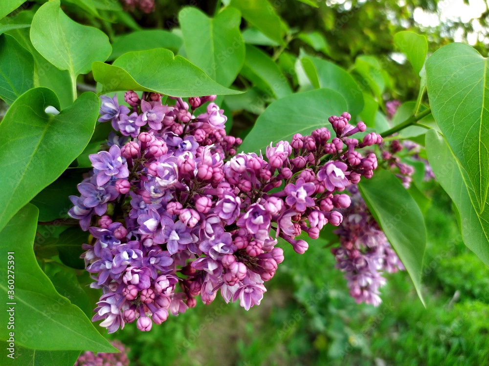 Lilac flowers on a branch. Lilac blooms. Green Tree with flowers. There are green leaves in the background. Spring flowers. Plant. Map. Background. Texture. Copy the place for text. Lilac Lilac flowers on a branch. Lilac blooms. Green Tree with flowers. There are green leaves in the background. Spring flowers. Plant. Map. Background. Texture. Copy the place for text. Lilac