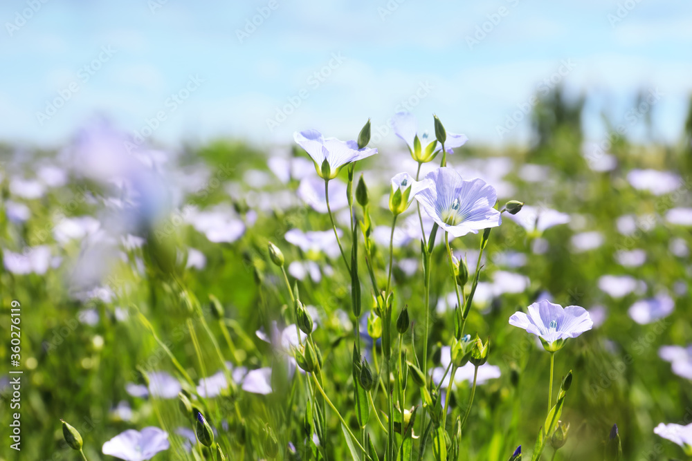 Closeup view of beautiful blooming flax field Closeup view of beautiful blooming flax field