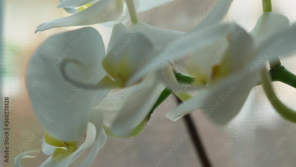 Close up isolated shot of white orchid, with blurry background Close up isolated shot of white orchid, with blurry background