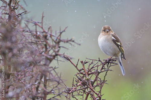 Rainny day in the field. Common chaffinch (Fringilla coelebs) in a blackthorn (Prunus spinosa) bush in winter. photo