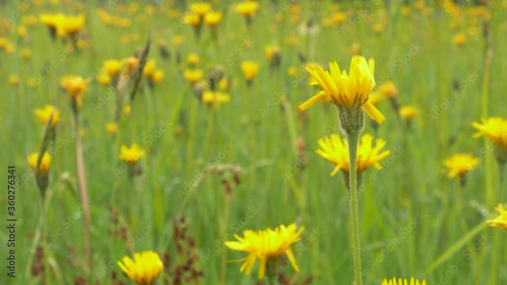 Yellow Dandelion Dancing with the Wind in Flower Meadow Yellow Dandelion Dancing with the Wind in Flower Meadow