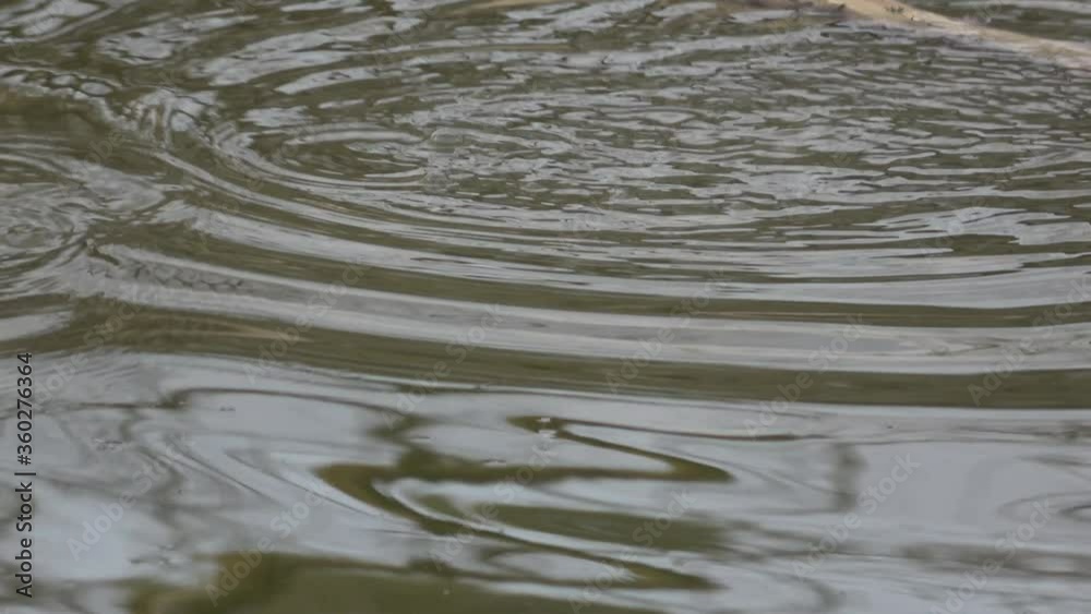 Muskrat swimming trough a lake and then disappearing under water (close-up) Muskrat swimming trough a lake and then disappearing under water (close-up)