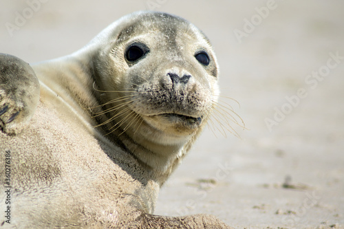 Seal laying on Skagen beach in Denmark