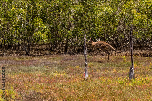 A Kangaroo darts through the undergrowth in Coombabah Lake Reserve, Queensland photo