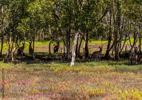 A mob of Eastern Grey Kangaroos watches alert from cover in Coombabah Lake Reserve, Queensland photo