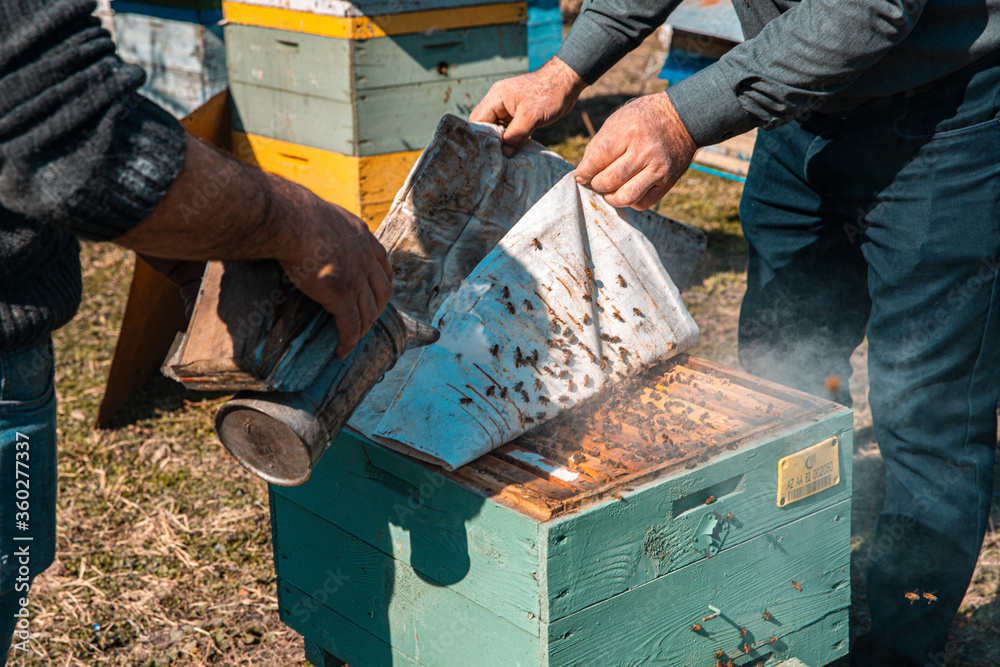 Beekeeper opening the top of a blue wooden beehive box Beekeeper opening the top of a blue wooden beehive box