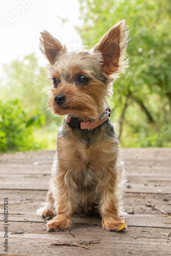 yorkshire terrier puppy © photobyMarushka