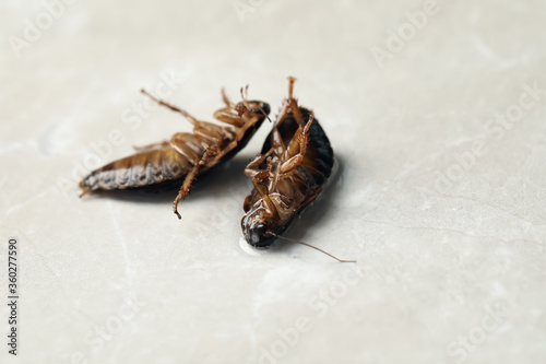 Dead brown cockroaches in liquid pesticide on light grey marble background. Pest control © New Africa