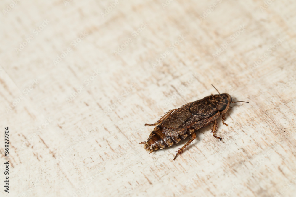Obraz premium Closeup view of brown cockroach on white wooden background, space for text. Pest control