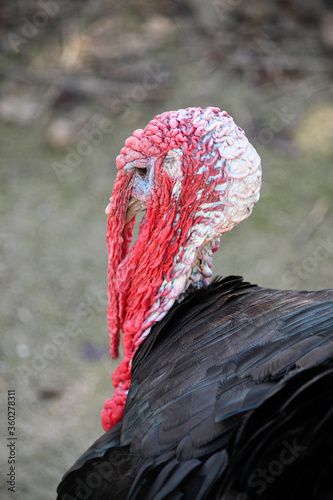 Portrait of turkey