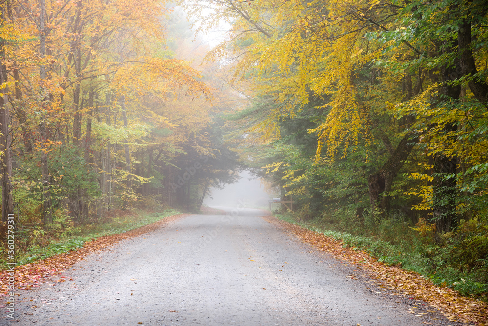 Obraz premium Unpaved forest road in the countyside on a foggy autumn morning. Autumn colours.