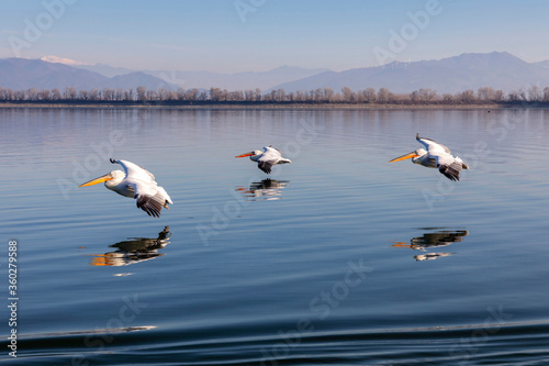 Three Dalmatian pelicans fly on Lake Kerkini, Lake Kerkini National Park, Serres, Greece photo
