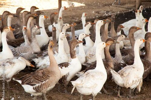 White domestic duck birds walking on the ground