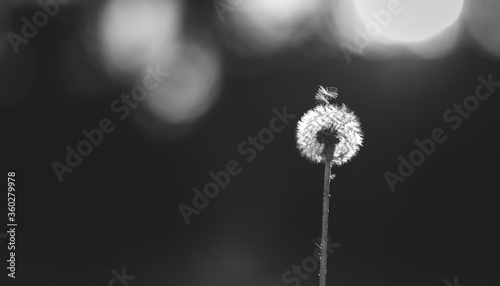 Dandelion in black and white with blured background