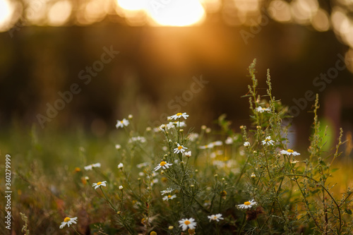 Daisies Blooming camomile field, camomile flowers on a meadow in summer, selective focus, blur. Beautiful nature scene with blooming medical daisies on a sun day. Natural meadow background