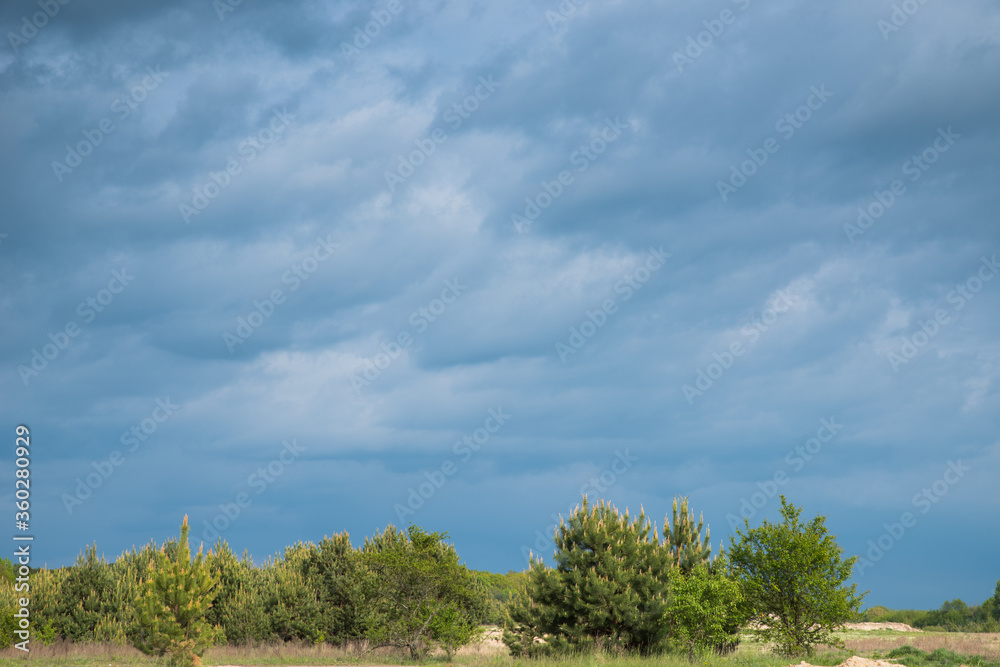 Young pine trees on a background of blue cloudy sky.