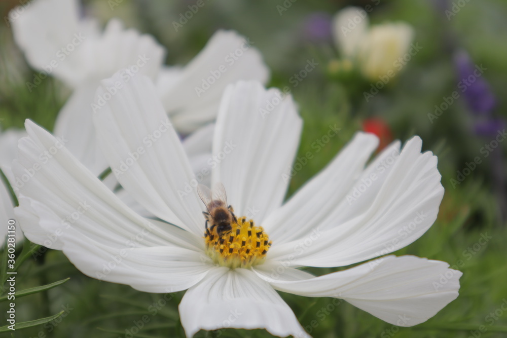 Fototapeta premium Biene auf einer weißen Blume 