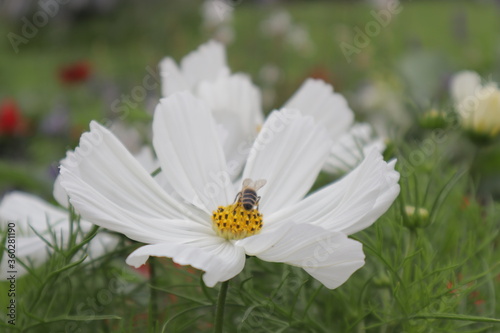 Biene auf einer weißen Blume